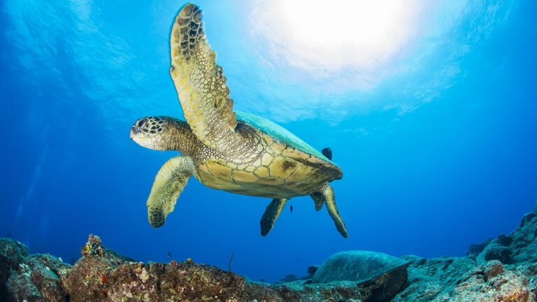 Snorkeling